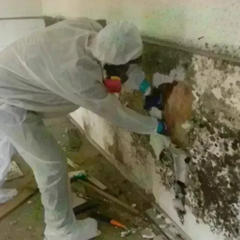 Mold Remediation and Removal in Wicomico County, MD